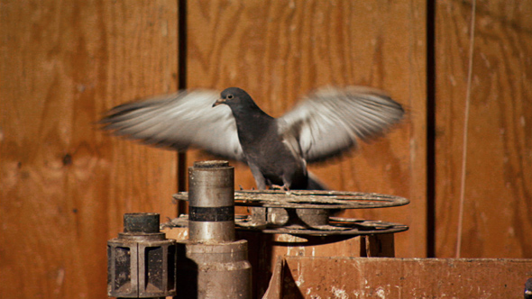 Teresa-Hubbard-Alexander-Birchler