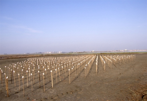 Invasive Species” by Roy Staab