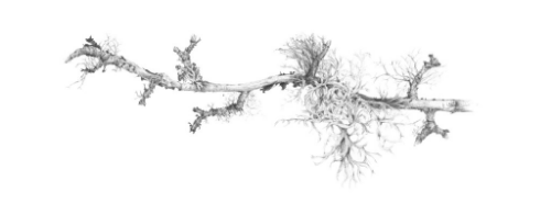 Lichen on Hawthorne Elan Valley 2014 | Louisa Crispin 