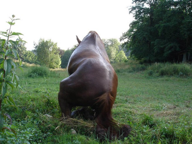 Qui veut faire l'ange fait la bête<br class=