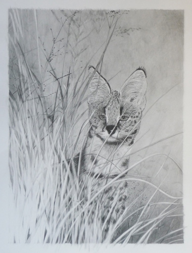 Serval, pencil, 24x18, 2009