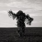 Tree Man, 2004