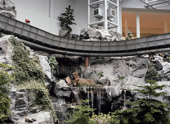 Moose, Minneapolis, USA 2006<br/>100 cm x 80 cm<br/>Lamda print, edition of 5<br/>